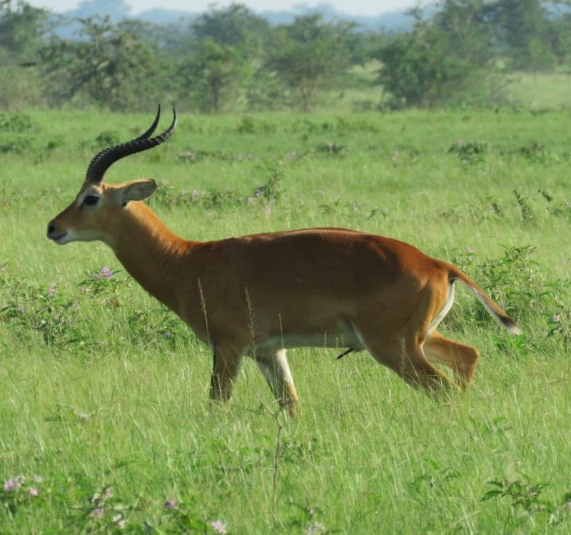 Animal Picture