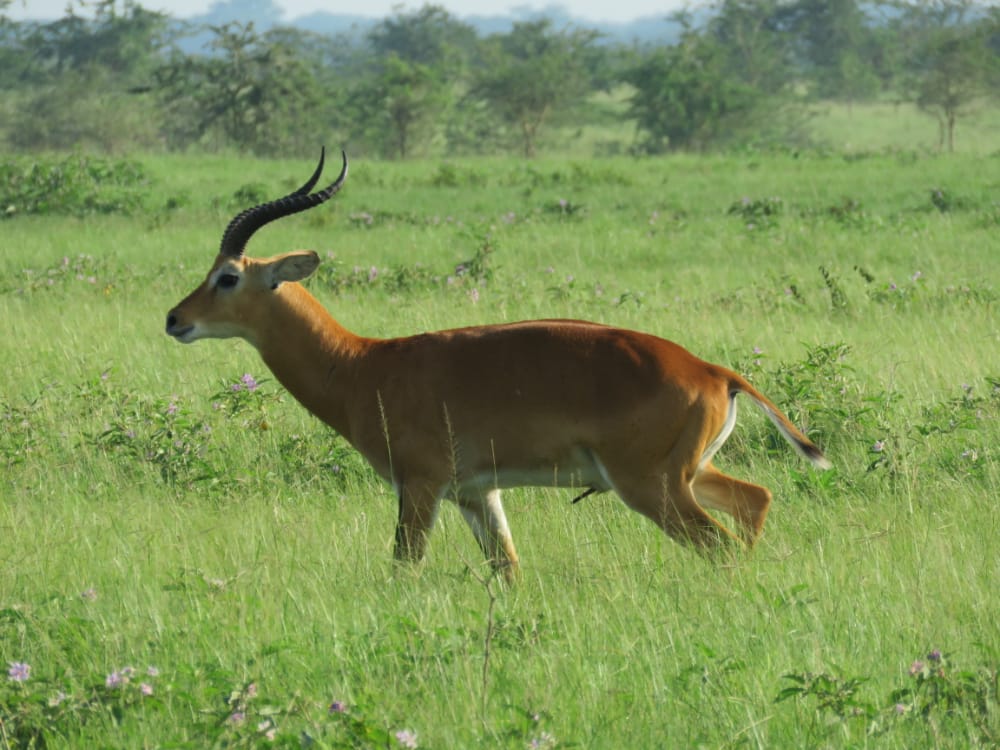 Animal Picture