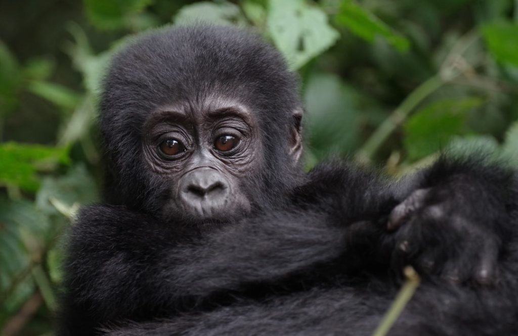 21 Days Uganda safari