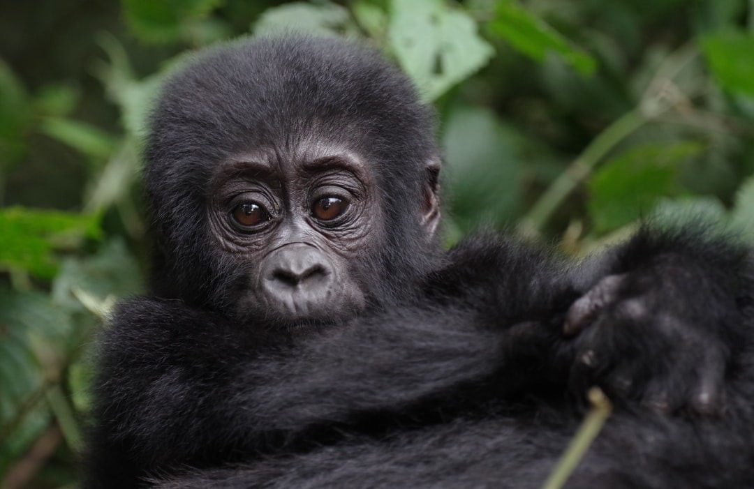 WhatsApp Image 2022-04-14 at 1.21.26 AM 21 Days Uganda safari