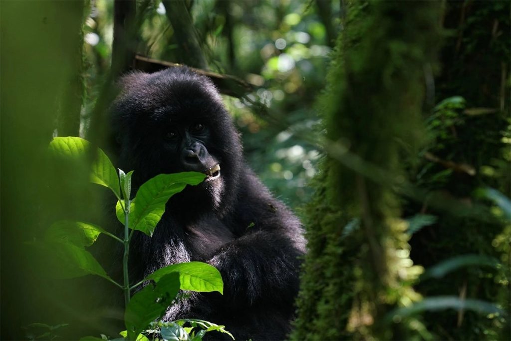 Akagera and Nyungwe