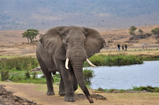 elephant pic