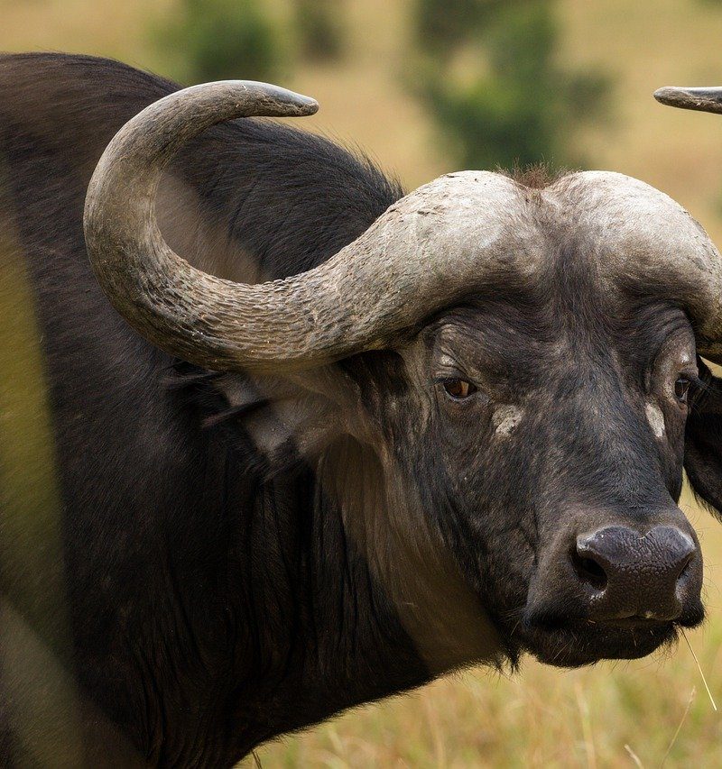 Buffalo in