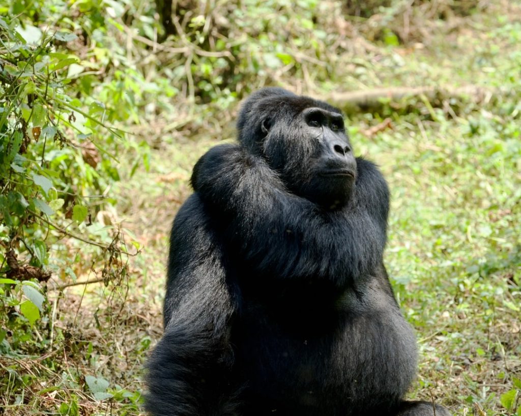 Our recommended top ten destinations in Uganda.