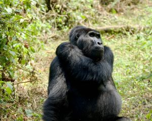 Our recommended top ten destinations in Uganda.