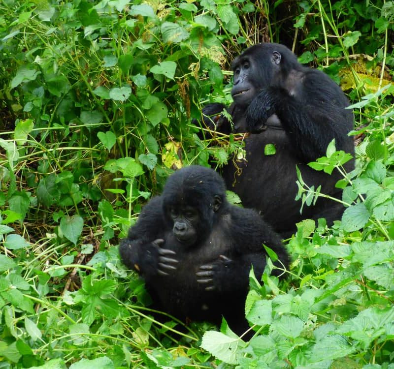Rwanda Gorilla Trekking by helicopter