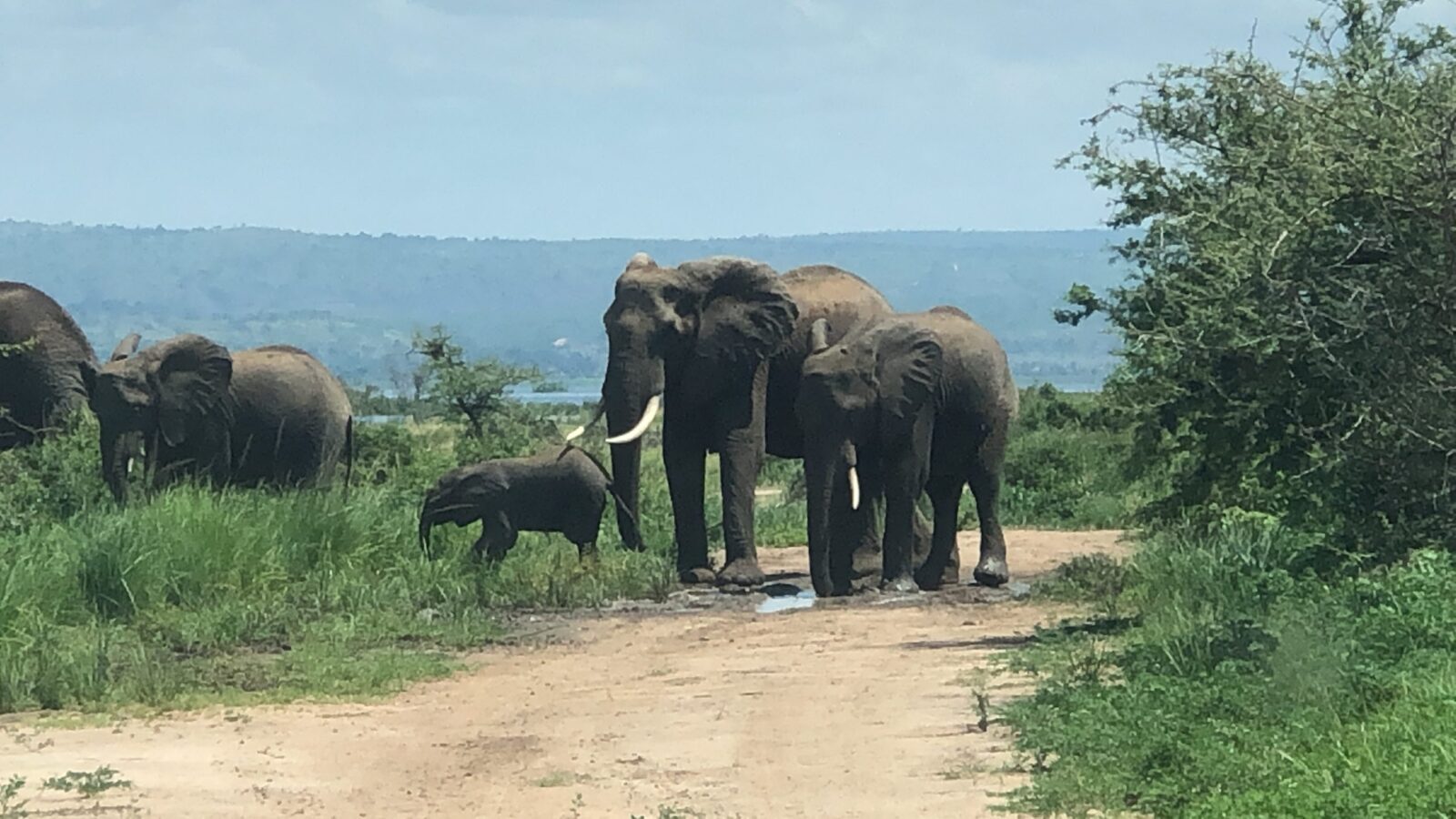 wildlife safari Uganda elephants in murchison falls national park