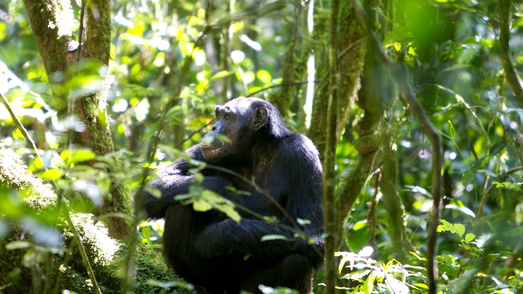 This 4 Days Murchison Falls National Park; Big5 and Chimpanzees Trekking trip takes you to explore the best of Murchison falls national park, Budongo forest the home of Chimpanzees and Ziwa rhino sanctuary.