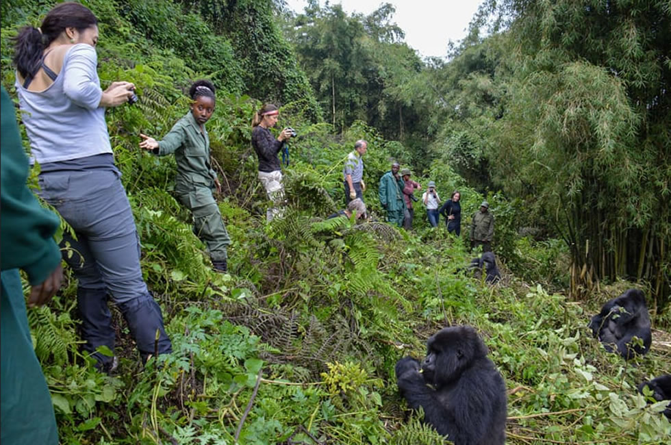 Rwanda Gorilla Safaris and Tours Rwanda Gorilla Safaris and Tours
