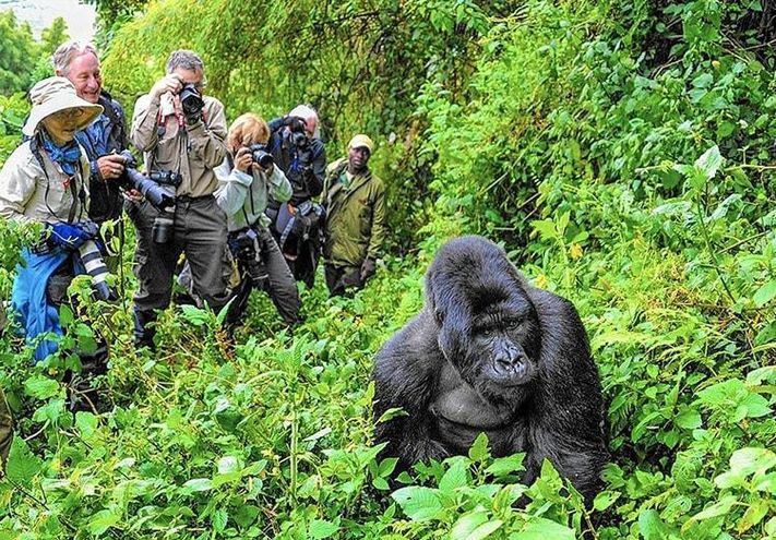 Uganda wildlife authority Uganda wildlife authority