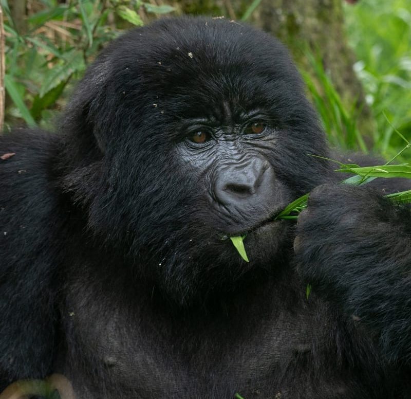3 days gorilla Tracking