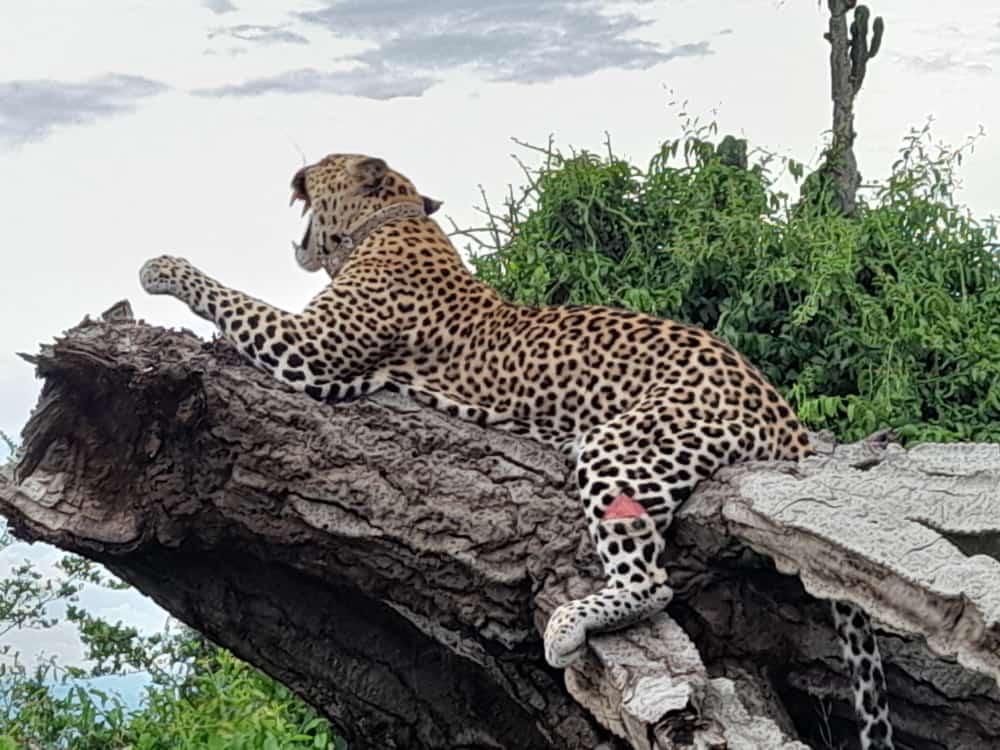 What are 10 facts about uganda? Leopard in Uganda