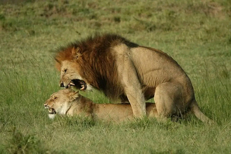 Lion as tourist attraction in Uganda Tourist activities in Uganda and best lodges
