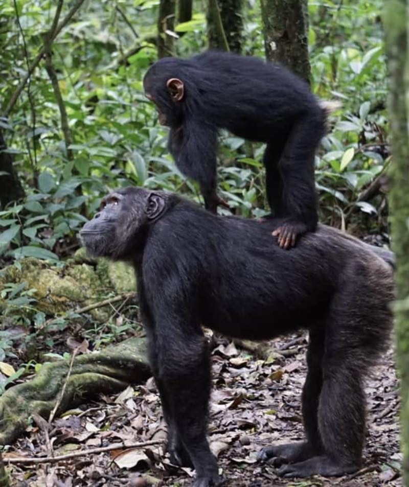 Chimpanzee trekking in Kibale forest national park