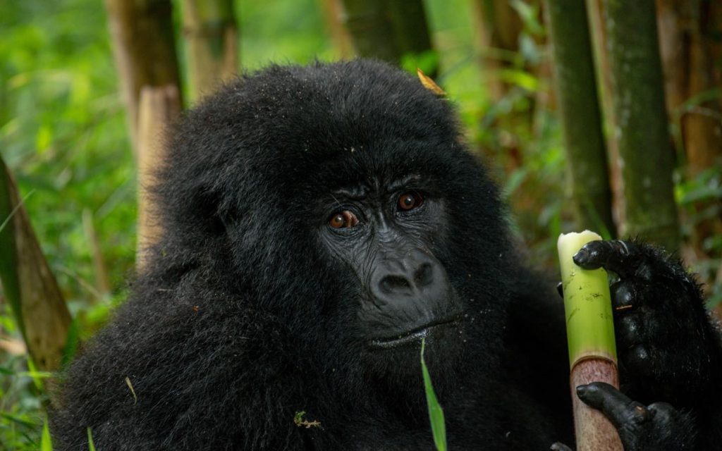 Gorilla Trekking in the Volcanoes