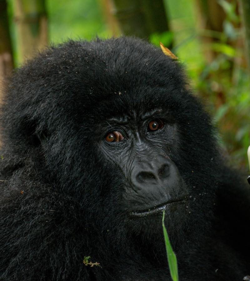 Gorilla Trekking in the Volcanoes