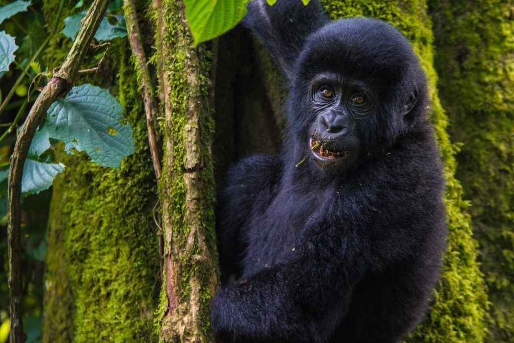 Gorilla Trekking in the Volcanoes national park