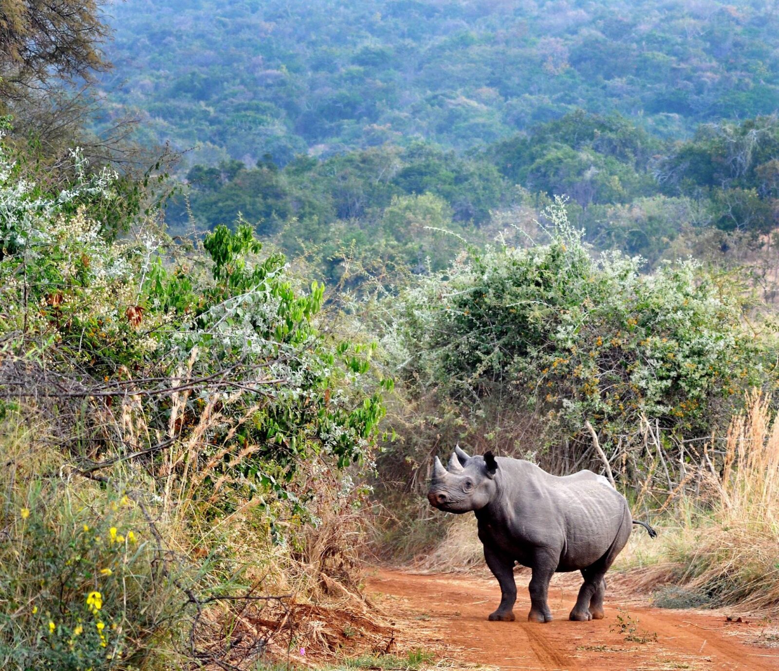 Rhino in Akagera national park opy – Copy Rhino in Akagera national park