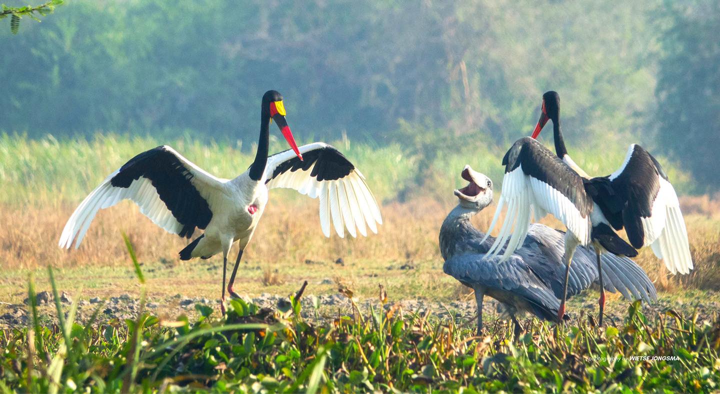 Shoebill and Saddle billed – Copy – Copy – Copy – Copy Shoebill and other bird species