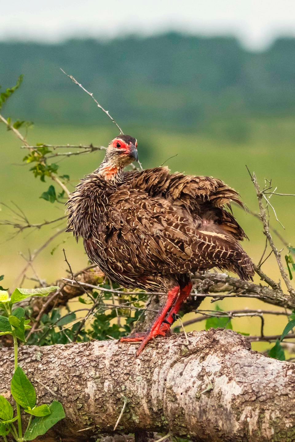 Birds of Uganda Birding in Uganda