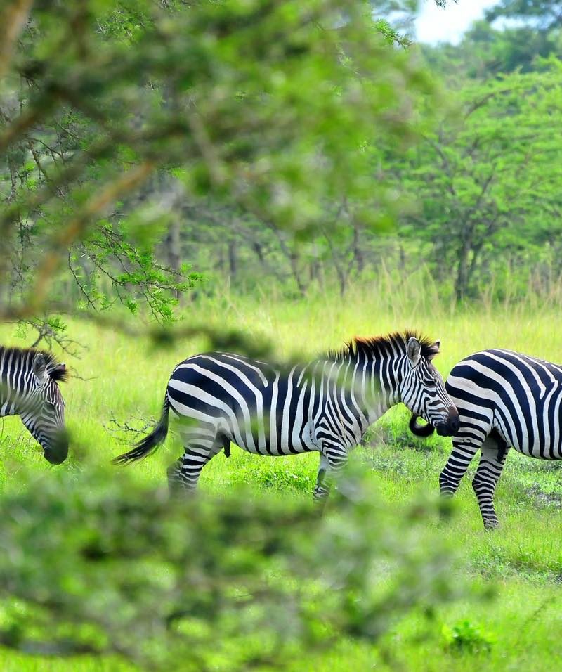 Zebraas in Lake Mburo National Park