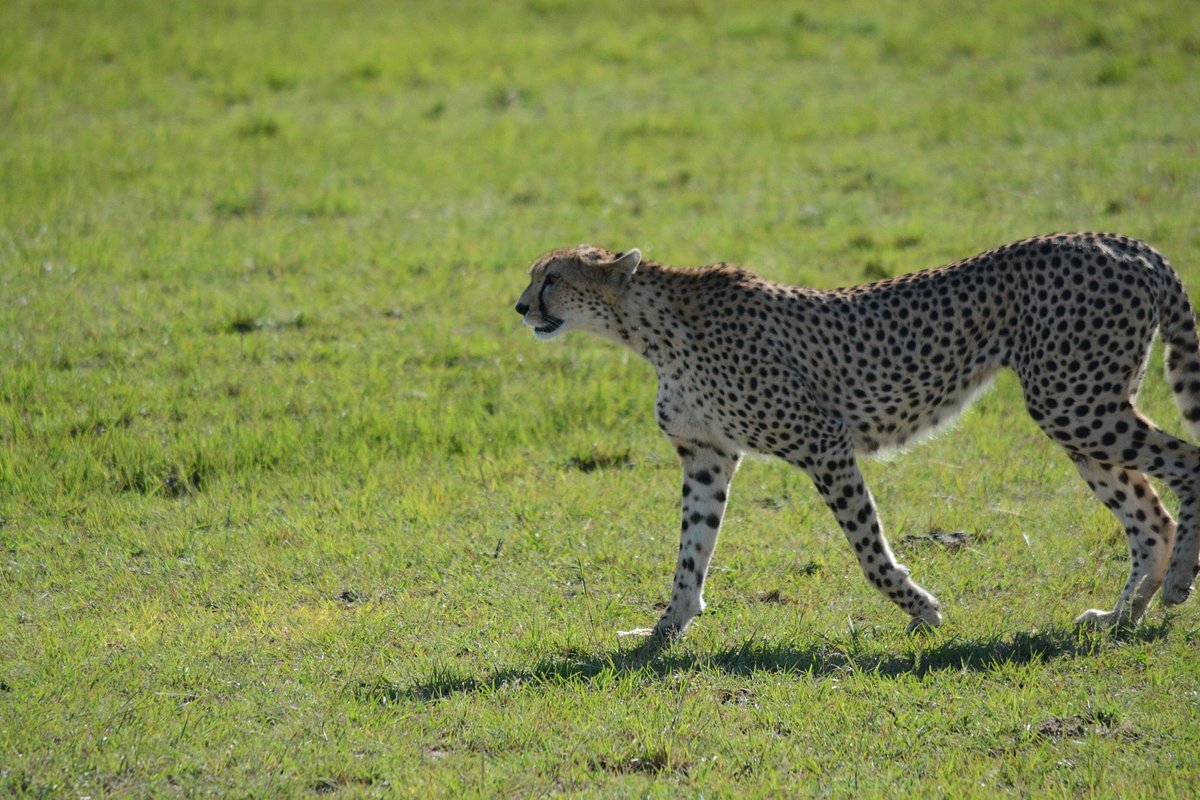 Cheetah in Uganda Wildlife Education Center Cheetah in Uganda Wildlife Education Center